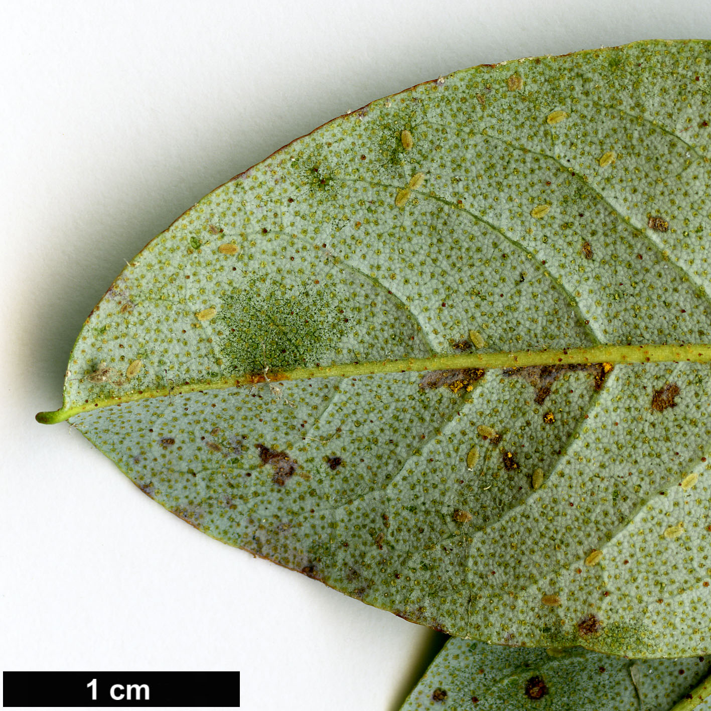 High resolution image: Family: Ericaceae - Genus: Rhododendron - Taxon: charitopes - SpeciesSub: subsp. charitopes